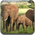 非洲大象拼圖