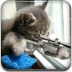 貓咪狙擊手